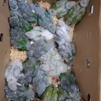 طوطی  راهب خورشیدی پرنده ملنگو شاه طوطی