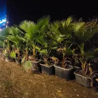 دنیای پالم