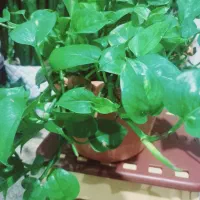 گل پتوس|گل و گیاه طبیعی|خلخال, |دیوار