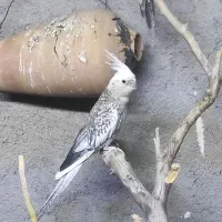 عروس هلندی مرغ عشق  کوتوله