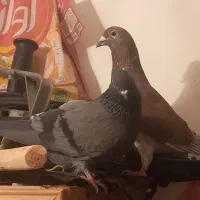 پلاکی و رسمی