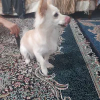 سگ پامر|سگ|گلستان (کرمان), |دیوار