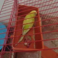 مرغ عشق با دوتا جوجه یک تخم