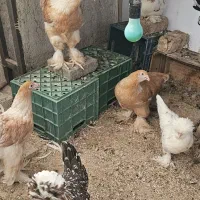 مرغ اصیل برهما و سلطان