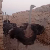 شترمرغ فروشی