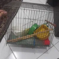 قفس پرنده سالم