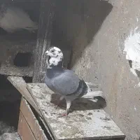 یک کته کبوتر رنگی  وپلاکی