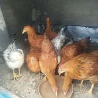 ۱۱ عدد فریح جوان ۷ ماهه