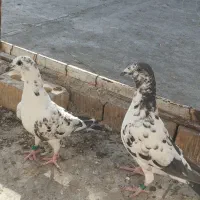 جفت کفتر گلی بزک پلاکی