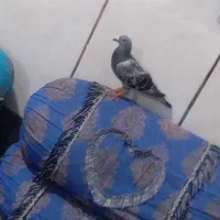 کفتر