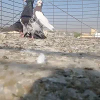 کبوتر|پرنده|جهرم, |دیوار
