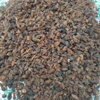 خشکبار کشمش آفتابی کاشمر تحویل در رشت