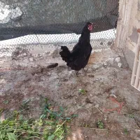مرغ خروس .مرغ با جوجه