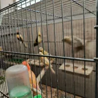 جوجه قناری