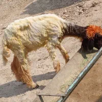 بره ماده ۱۷میلیون ۵۰۰