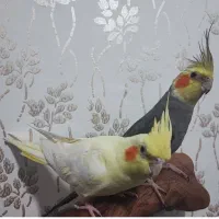 عروس هلندی جفت مولد و نر و ماده تک