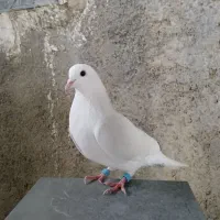کبوتر تهرانی