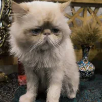 یه جفت گربه پرشین