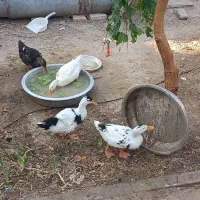 اردک|حیوانات مزرعه|شاهین‌شهر, شهرک ردانی پور|دیوار