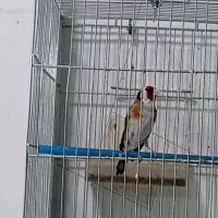 سهره بسیار شرور