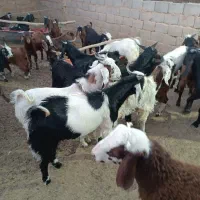 بزغاله بسیار سر حال