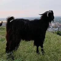 بز نر (بزکل) چاق گوشتی