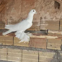 بنیشان للهلی و زنجی و....