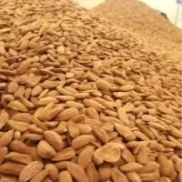 فروش عمده مغز بادام مامایی