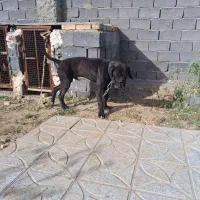 سگ نژاددار