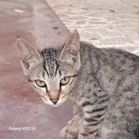 واگذاری گربه