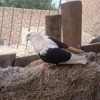 کفترکبوتر
