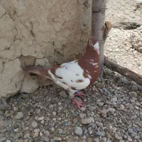 ماده میلیمنز