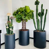 نخل اریکا،نیکولای،عبایی