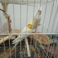 عروس هلندی