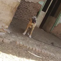 توله افغان