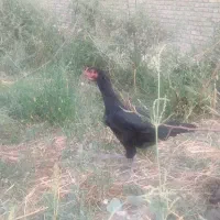 مرغ لاری