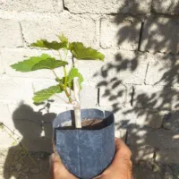 نهال ریشه دارانگور