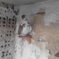 کفتر چپ سرخ نر قلدور وقره سینه مشکی کاکلی نر