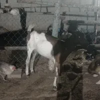 سه عدد بز خوب جوان