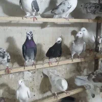 کفتر غریب گیری نشوندار