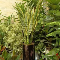 گل بیرونی واپارتمانی   کرتانسیاه پراز غنچه