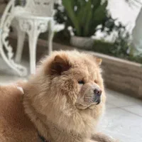 سگ چاو چاو