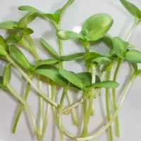 استخدام خانم