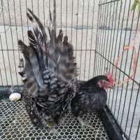 مرغ خروس مینیاتوری جاپنیز ریزجثه تخمگذار کرچ