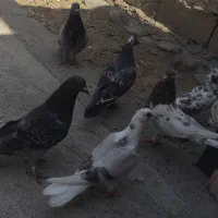 کفتر رنگی