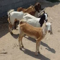 کهره