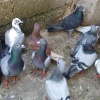 کبوتر کفتر|پرنده|گالیکش, |دیوار