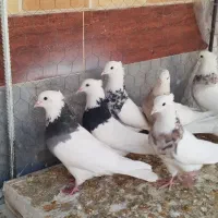 طوقی|پرنده|مبارکه, |دیوار