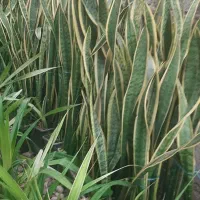 طرح تعویض گلدان و خاک در خانه