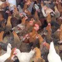حراج مرغ خروس درشت عالی به صورت کیلوای